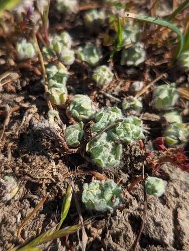 iNaturalist observation photo of Woolly-Marbles
