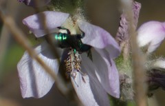 Hoplitis fulgida