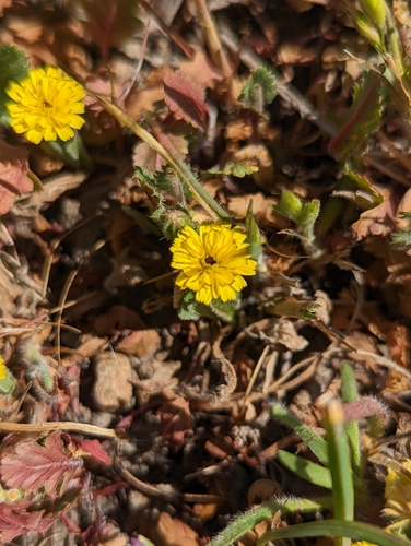 iNaturalist observation photo of Cretanweed