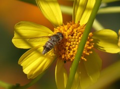 Aphoebantus borealis