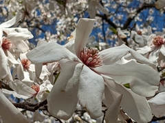 Magnolia