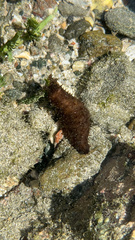 Isostichopus fuscus