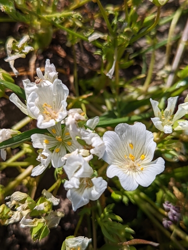 iNaturalist observation photo of white meadowfoam