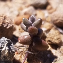 Dudleya brevifolia