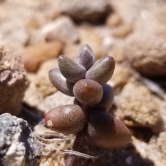 Dudleya brevifolia