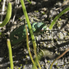 Cicindela ohlone
