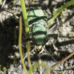 Cicindela ohlone