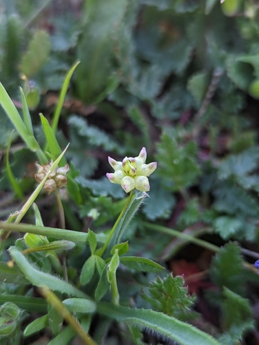 iNaturalist observation photo of cowbag clover