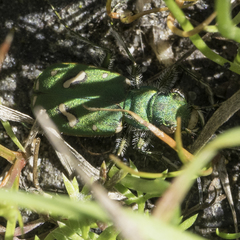 Cicindela ohlone
