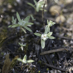 Psilocarphus tenellus
