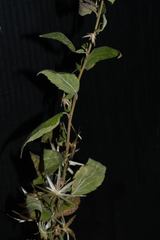Brickellia paniculata