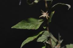 Brickellia paniculata