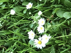 Bellis perennis