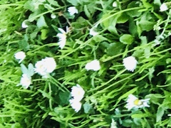 Bellis perennis