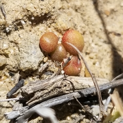Dudleya brevifolia