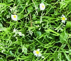 Bellis perennis