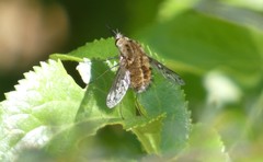 Bombylius diegoensis
