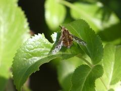 Bombylius diegoensis