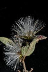 Brickellia paniculata