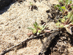 Chorizanthe cuspidata