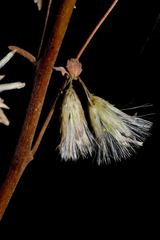 Brickellia paniculata