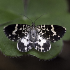 Trichodezia californiata