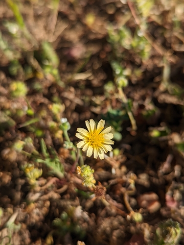 iNaturalist observation photo of Lettuce, Chicory, Dandelion and Salsify Tribe