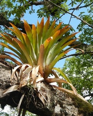 Tillandsia