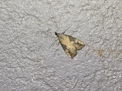 Hypena humuli