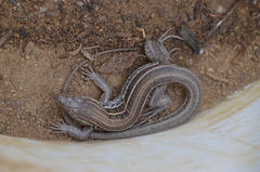 Aspidoscelis hyperythrus beldingi