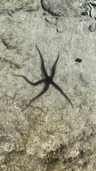 Ophiocoma aethiops