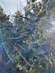 Sideroxylon polynesicum