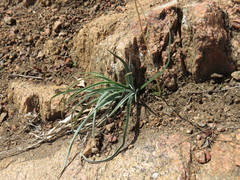 Leucocrinum montanum