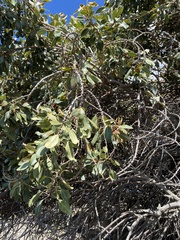 Sideroxylon polynesicum