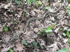 Natrix astreptophora