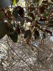 Sideroxylon polynesicum