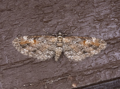 Eupithecia graefii