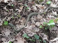 Natrix astreptophora