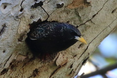 Sturnus vulgaris