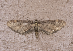 Eupithecia olivacea