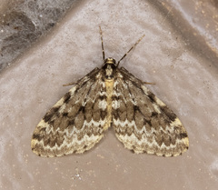 Malacodea pulchraria