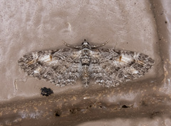 Eupithecia graefii
