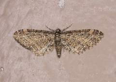 Eupithecia olivacea