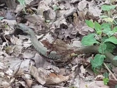 Natrix astreptophora