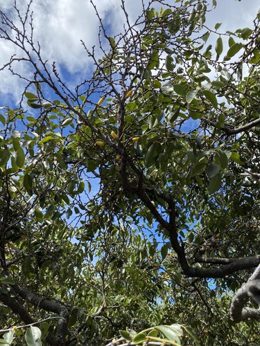 Diospyros sandwicensis observed 2022-03-21