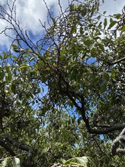 Diospyros sandwicensis