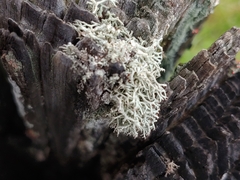 Cladonia leporina
