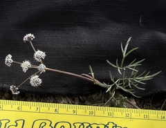 Lomatium piperi