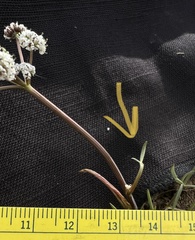 Lomatium piperi