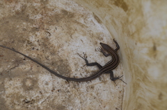 Aspidoscelis hyperythrus beldingi